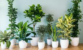 Bitki Besini 50 Ml (Açıklamayı Oku)