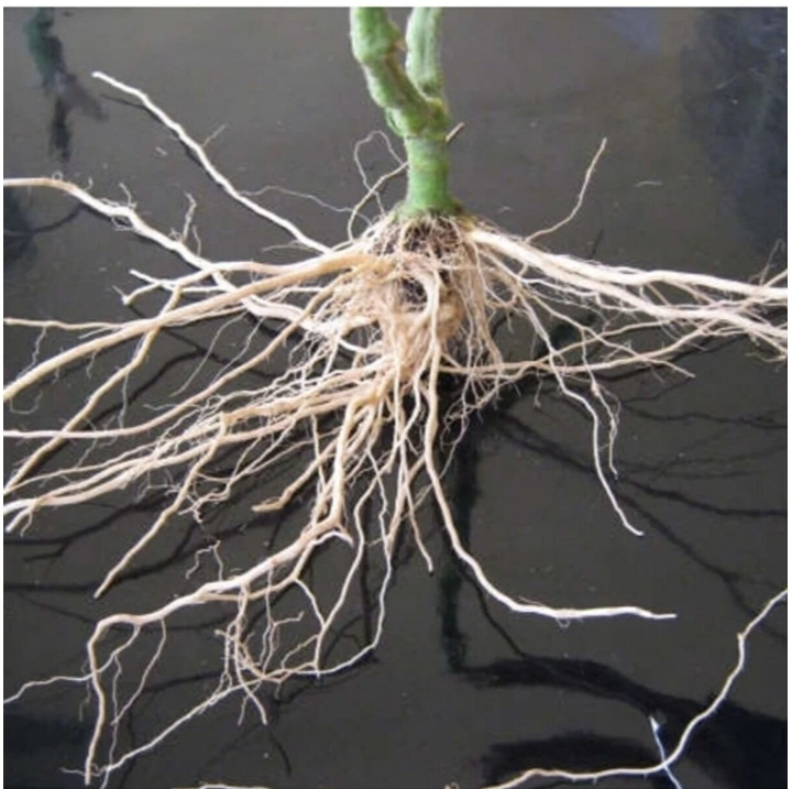 Bitki Köklendirme Hormonu 50 Ml