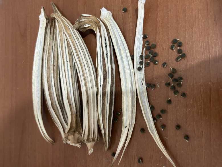 Bamya Tohumu 20 Adet