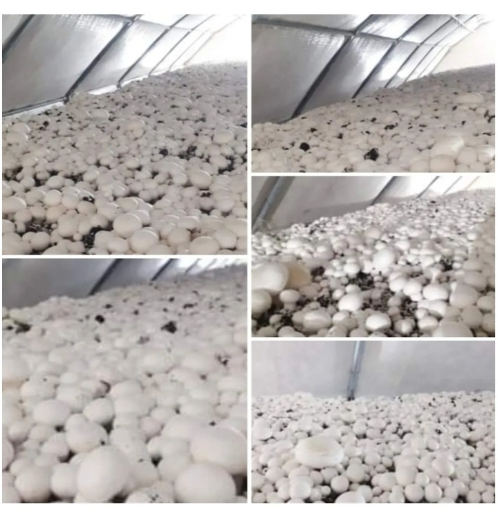 Beyaz Şapkalı Kültür Mantarı Tohumu  60 Kğ