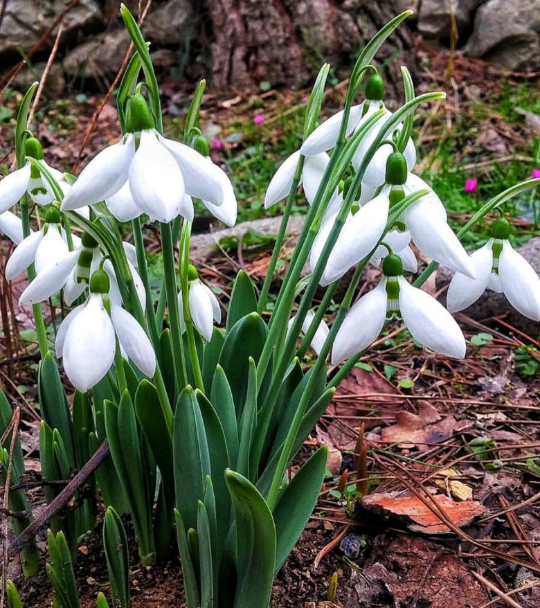 Kardelen Çiçeği Tohumu 20 Adet
