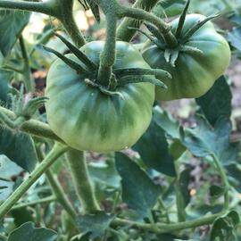 (Ata Tohumu) Yıldız Domatesi Tohumu 1 Paket (10 Adet)