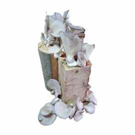 Kütükte İstiridye Mantarı Deneme Hobi Kiti 