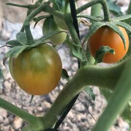 (Ata Tohumu) Normal Çeri Domatesi Tohumu 1 Paket (10 Adet)