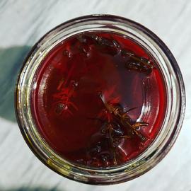 Kantaron Yağı %100 Doğal 500 Ml 