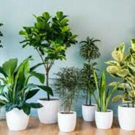 Bitki Besini 50 Ml (Açıklamayı Oku)