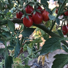 (Ata Tohumu) Ampul Çeri Domatesi Tohumu (1 Paket 10 Adet)