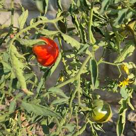 (Ata Tohumu) Yürek Domatesi Tohumu 1 Paket (10 Adet)