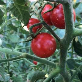 (Ata Tohumu) İri Çeri Domatesi Tohumu 1 Paket (10 Adet)