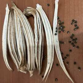 Bamya Tohumu 20 Adet