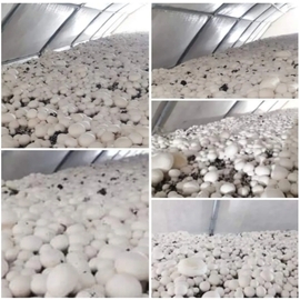 Beyaz Şapkalı Kültür Mantarı Tohumu  60 Kğ