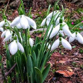 Kardelen Çiçeği Tohumu 20 Adet
