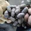 Mor Patates Tohumu - 7