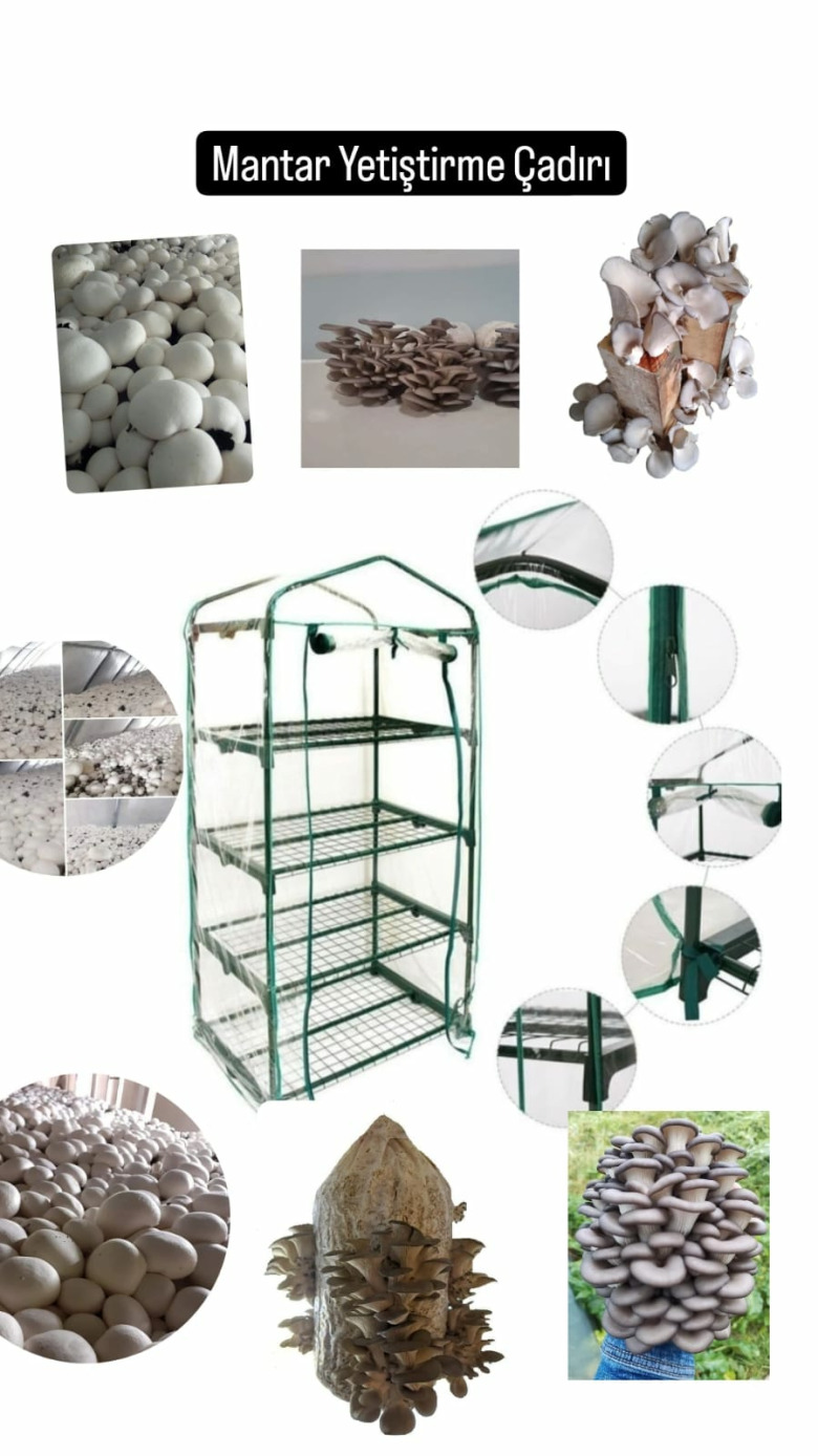 İstiridye Ve Kültür Mantarı Yetiştirme Serası 