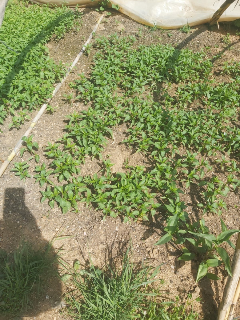 Frenk Acı Süs Biberi Fidesi (20 Adet)