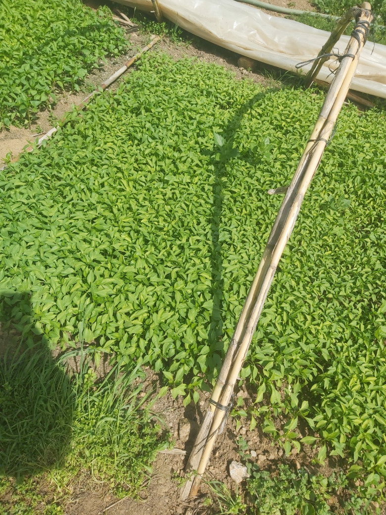 Salçalık Biber Fidesi (Kapya)(20 Adet)