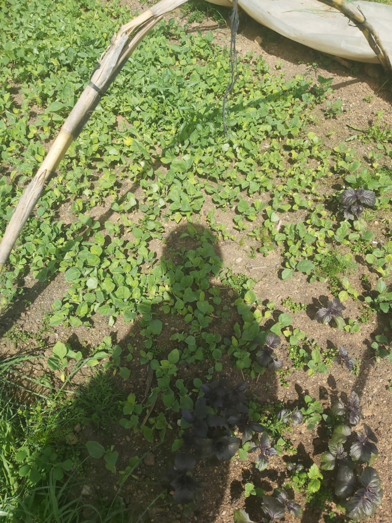 Uzun Patlıcan Fidesi (20 Adet)