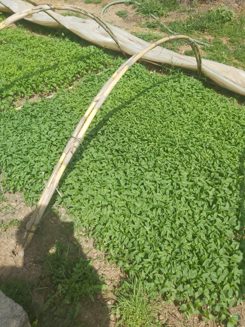 Kıl Tatlı Biber Fidesi (20 Adet)