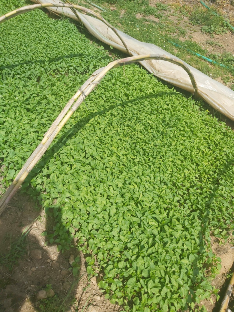 Kıl Acı Biber  Fidesi (20 Adet)