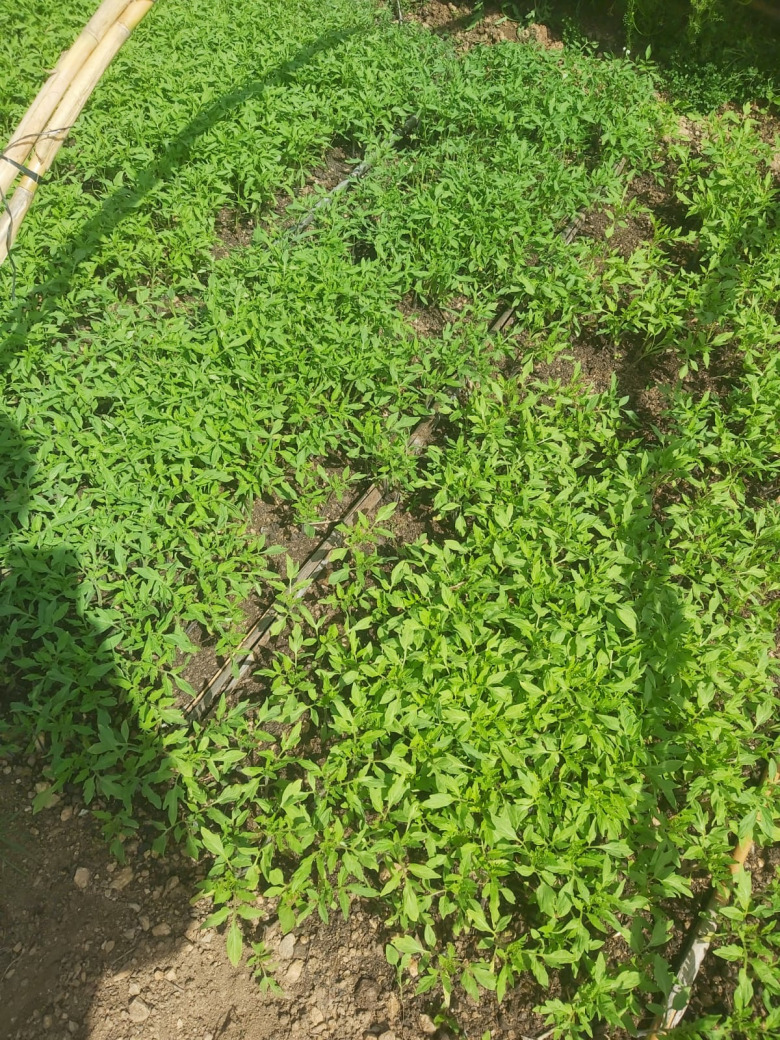 Salçalık Domates Fidesi (20 Adet)