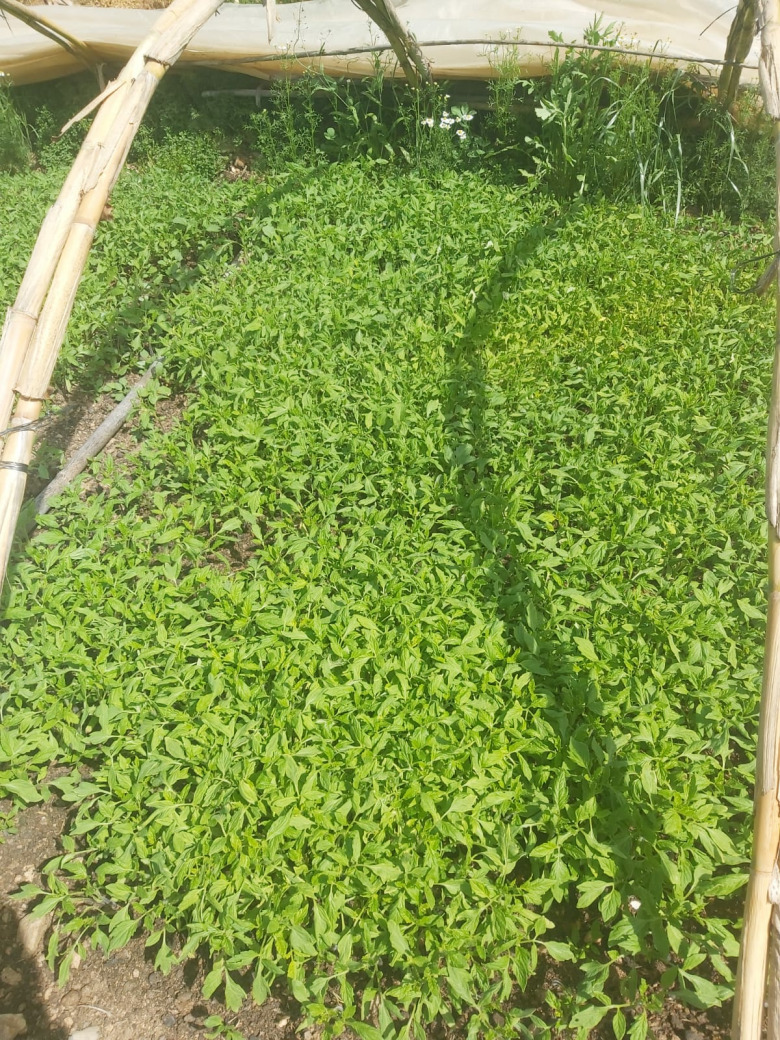 Sc 2121 Domates Fidesi (20 Adet)