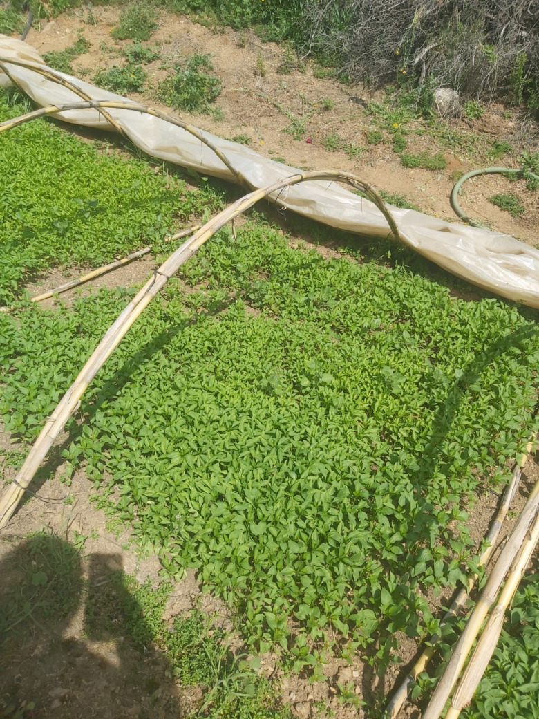 Yeşil Tatlı Biber Fidesi (20 Adet)