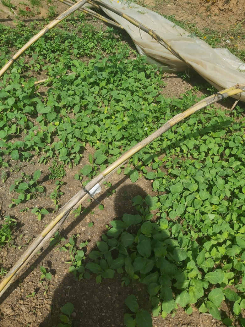 Topan Patlıcan Fidesi (20 Adet)