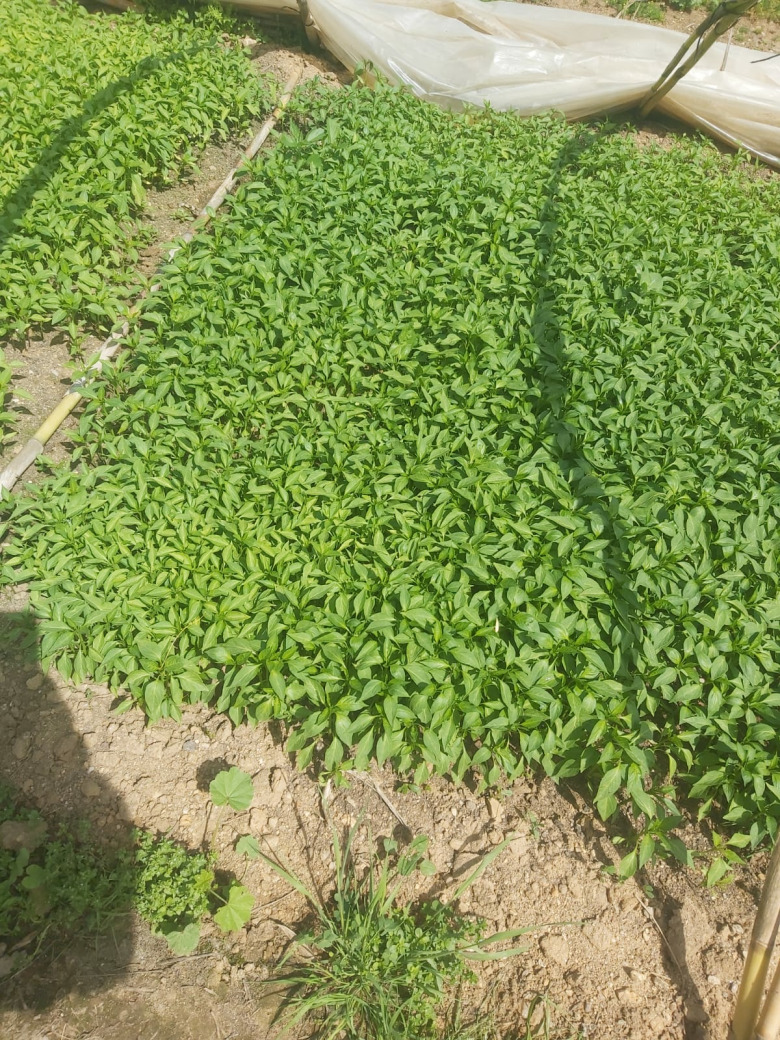 Dolmalık Biber Fidesi (20 Adet)