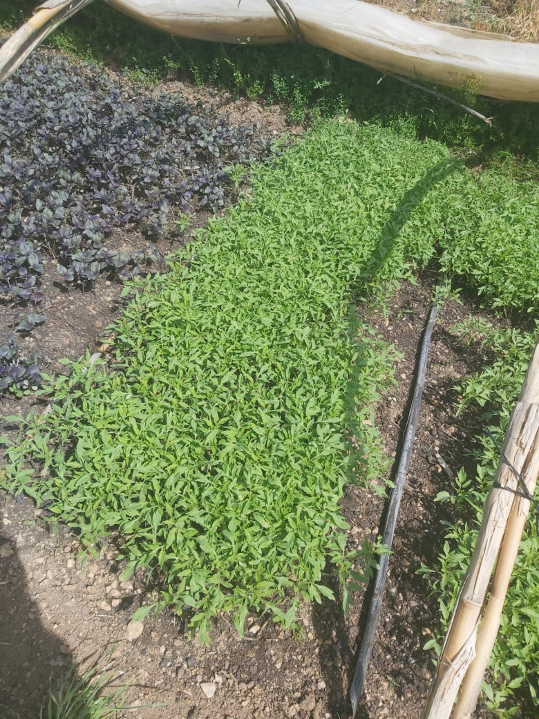 Salkım Domates (Sırık Domates)(20 Adet)