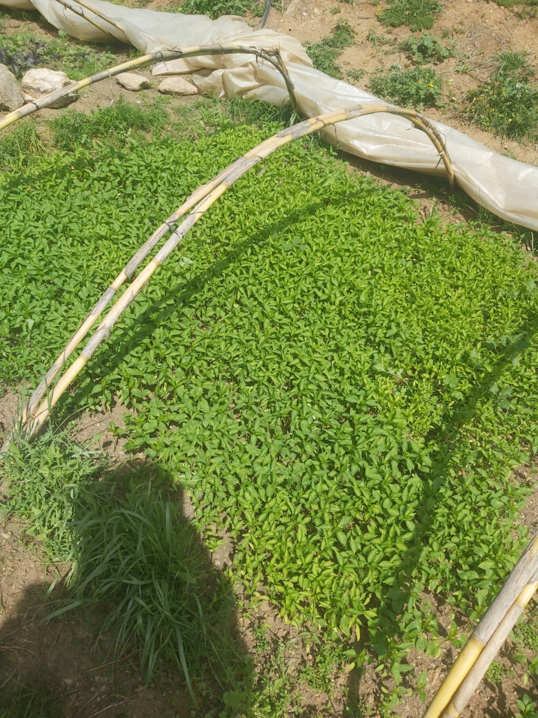 Çarliston Biber Fidesi (Sarı  Tatlı)(20 Adet)