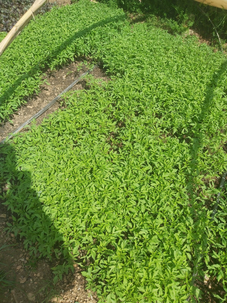 Kiraz Cherry Domates (Erik Domates)(20 Adet)