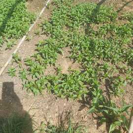 Frenk Acı Süs Biberi Fidesi (20 Adet)