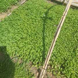 Salçalık Biber Fidesi (Kapya)(20 Adet)