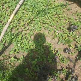 Uzun Patlıcan Fidesi (20 Adet)