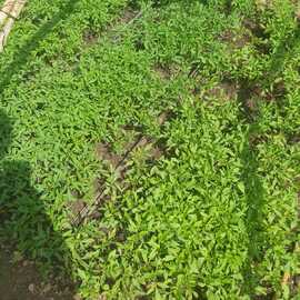 Yerli Domates Fidesi (Pembe)(20 Adet)