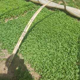 Kıl Tatlı Biber Fidesi (20 Adet)