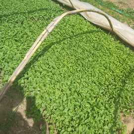 Kıl Acı Biber  Fidesi (20 Adet)