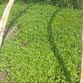 Sc 2121 Domates Fidesi (20 Adet)