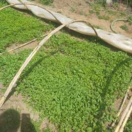 Yeşil Tatlı Biber Fidesi (20 Adet)