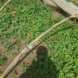 Topan Patlıcan Fidesi (20 Adet)