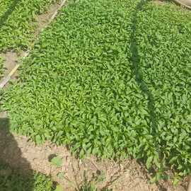 Dolmalık Biber Fidesi (20 Adet)