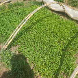 Turşuluk Biber Fidesi (20 Adet)