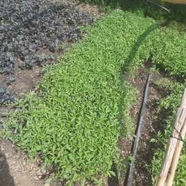 Salkım Domates (Sırık Domates)(20 Adet)