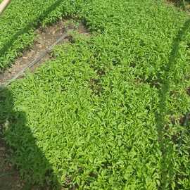 Kiraz Cherry Domates (Erik Domates)(20 Adet)