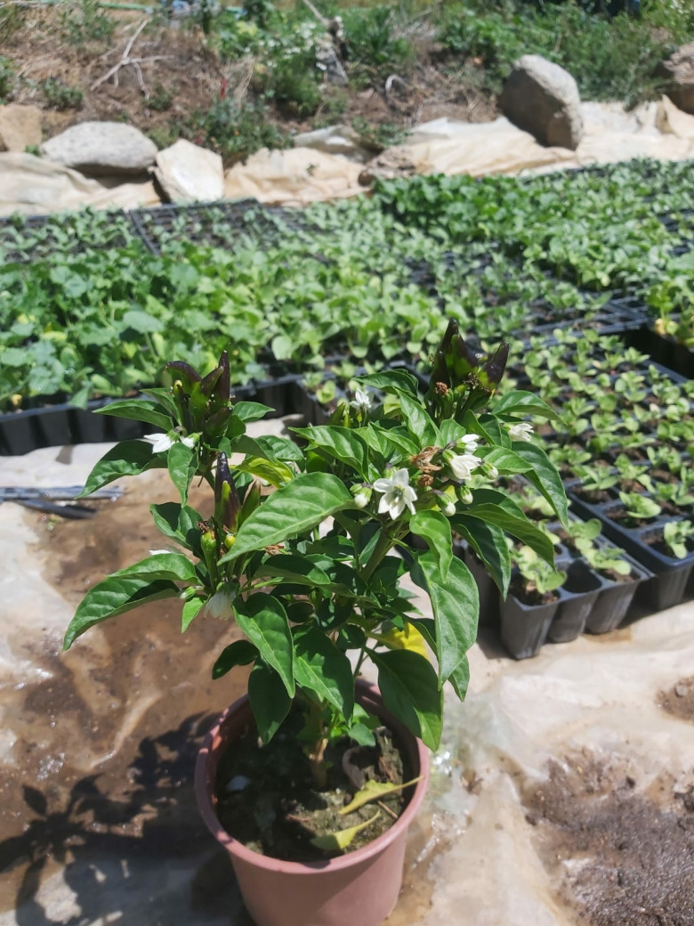 Saksıda Süs Biberi  (1 Adet)