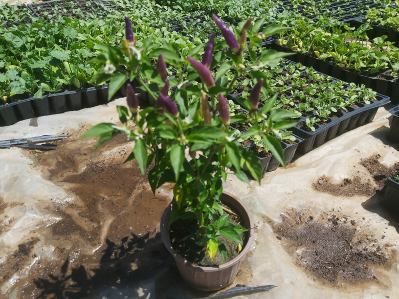 Saksıda Süs Biberi (1 Adet)