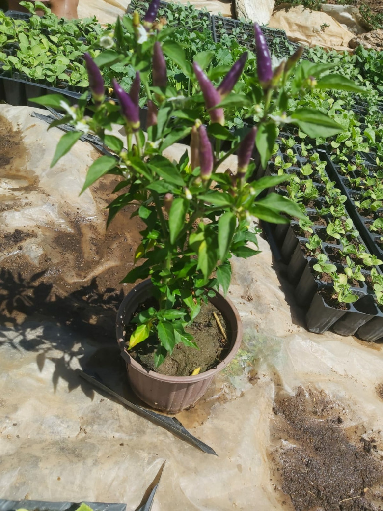 Saksıda Süs Biberi (1 Adet)