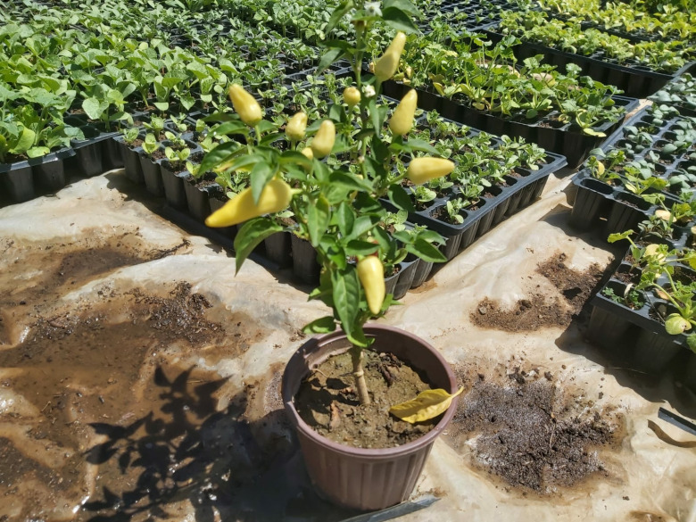 Saksıda Süs Biberi 1( Adet)