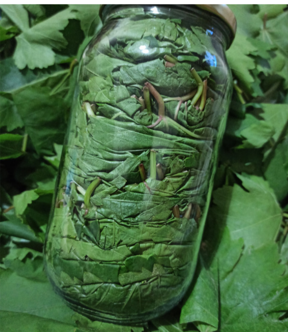 Asma Yaprağı (1 Lik Cam Kavanoz)