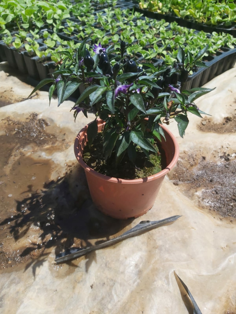 Saksıda Süs Biberi  (1 Adet)